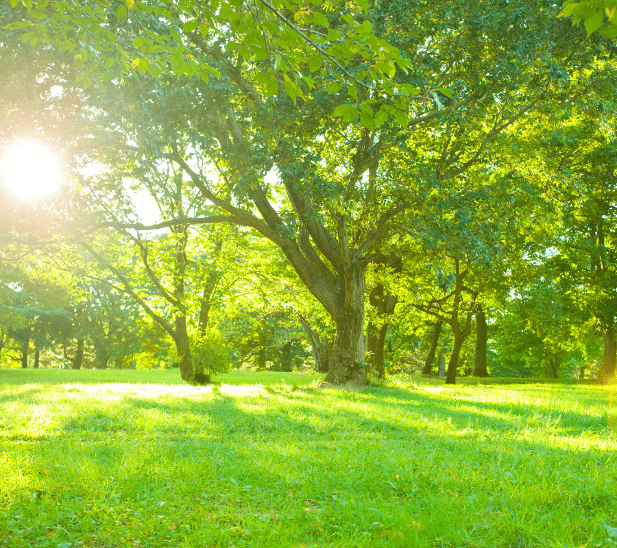 garden full of trees