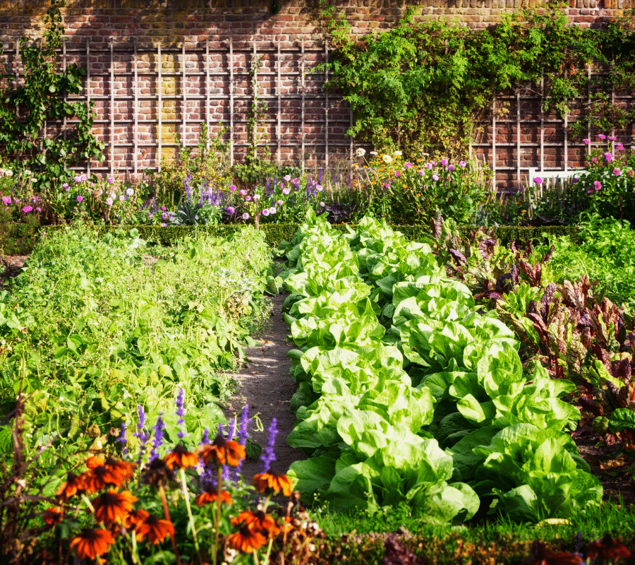 veggie patch