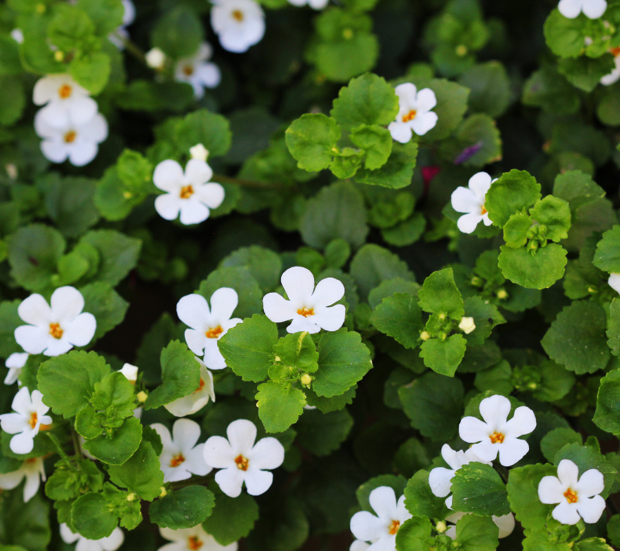 Bacopa