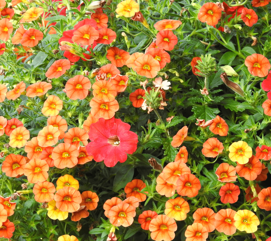 Calibrachoa