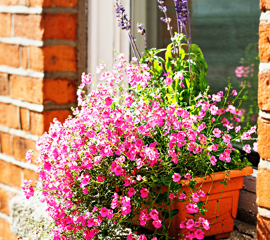 Diascia