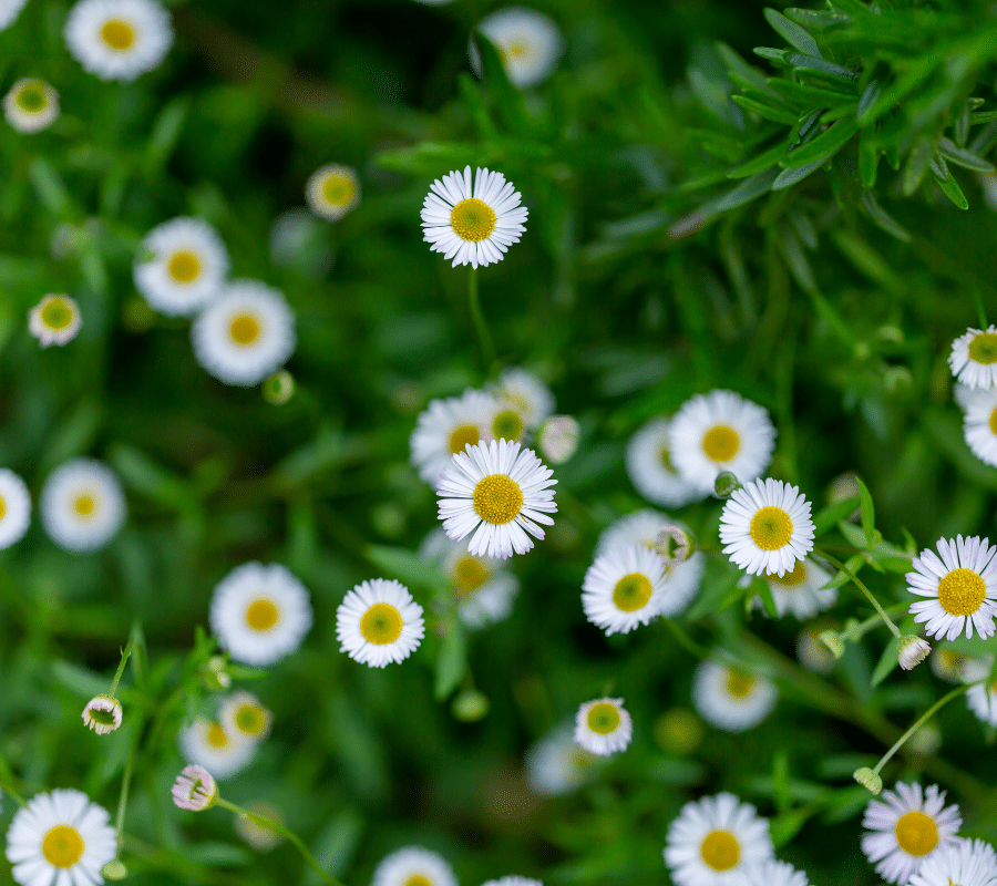 Erigeron karvinskianus