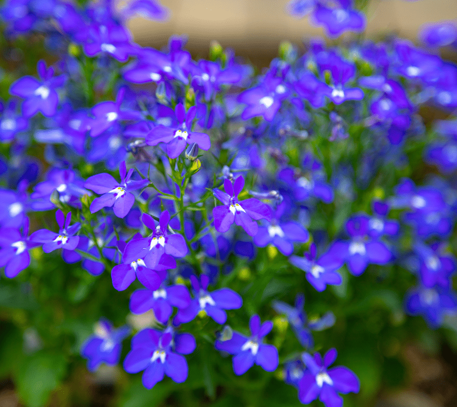 Lobelia