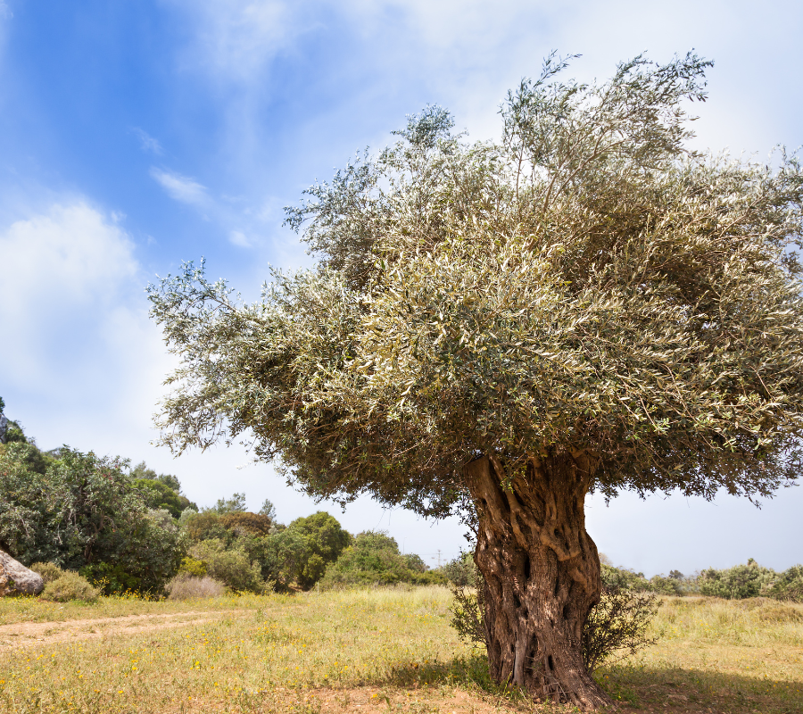 olive tree