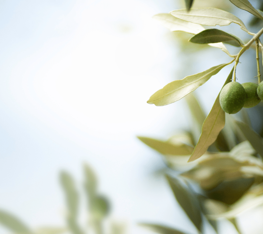 olive tree leaves