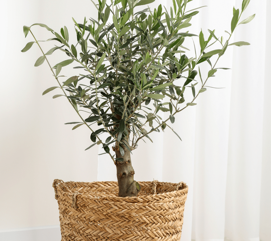 new olive tree in pot