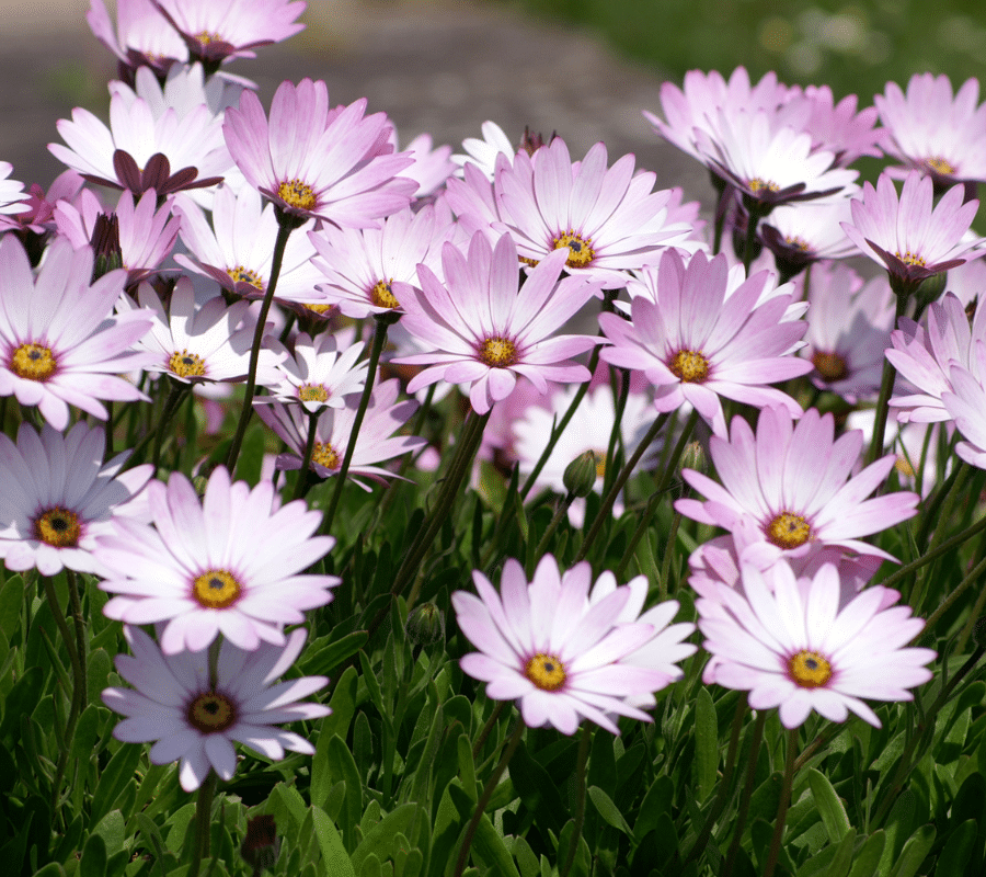 Osteospermum