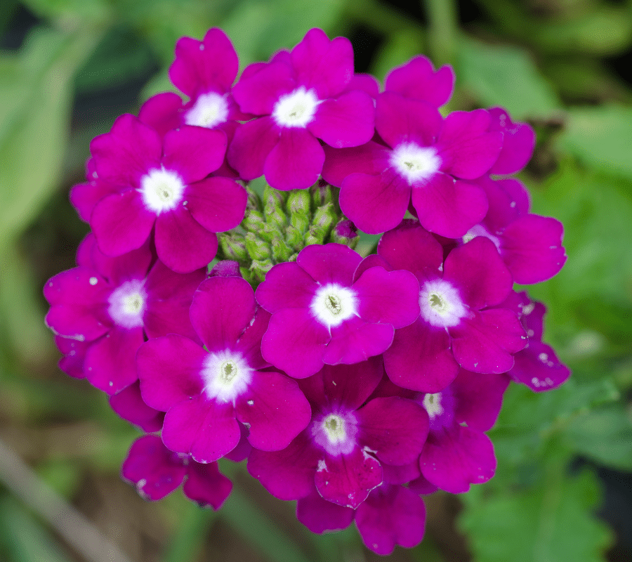 Verbena