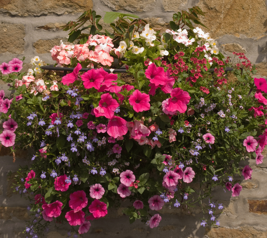 cottage hanging basket