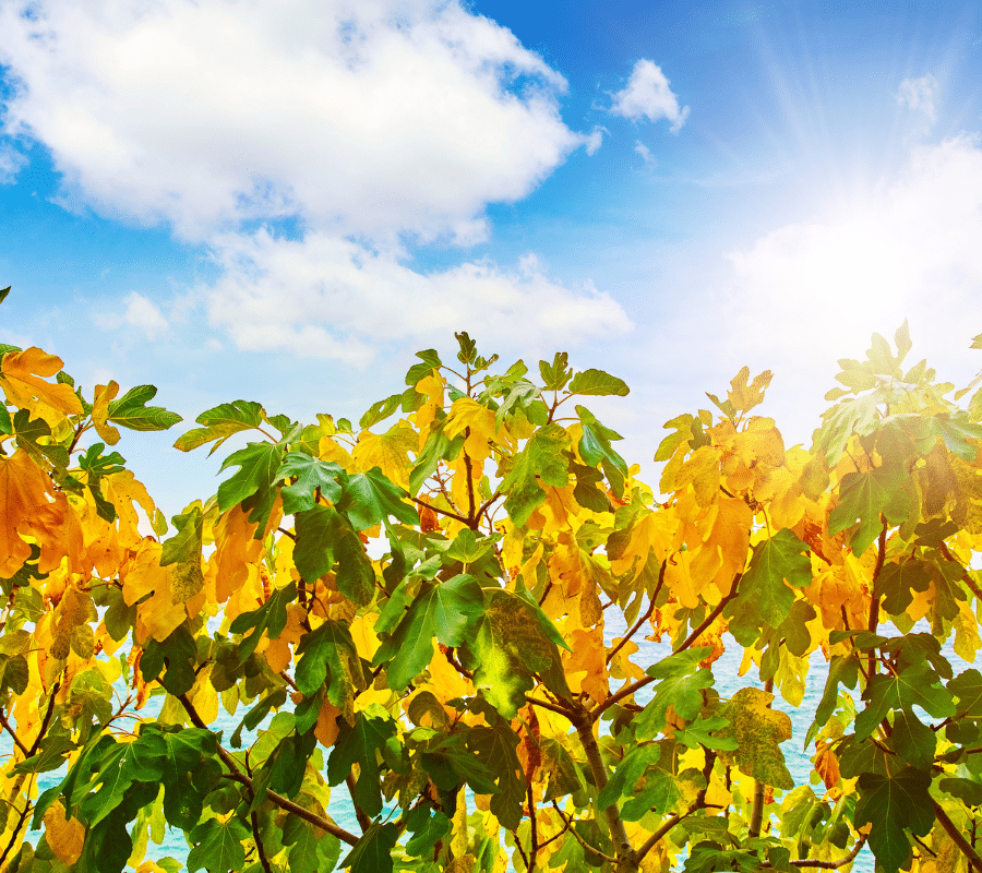 fig tree with yellow leaves