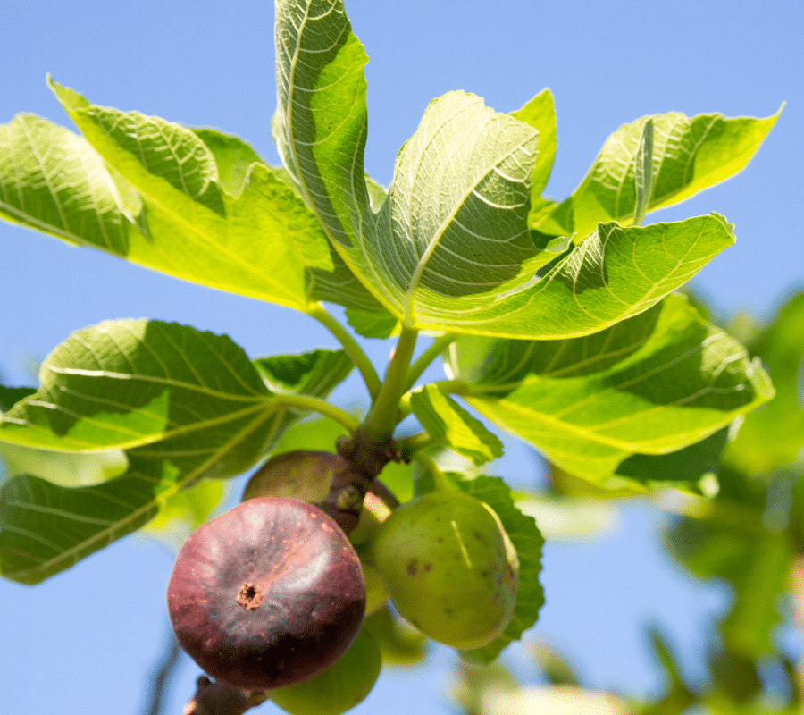 fig tree in autumn