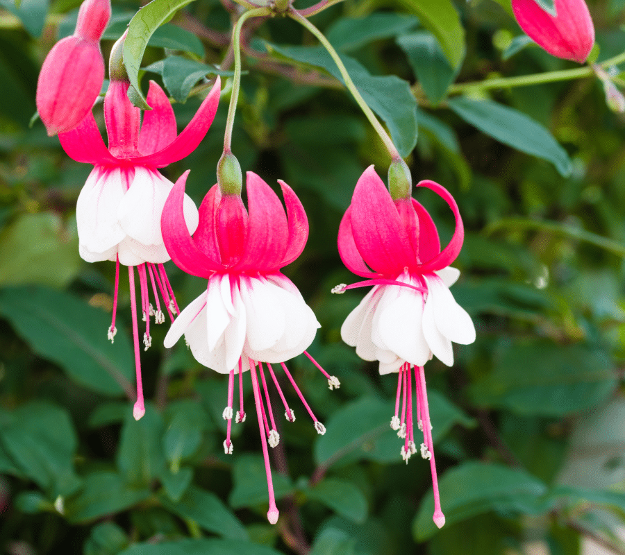 fuschias