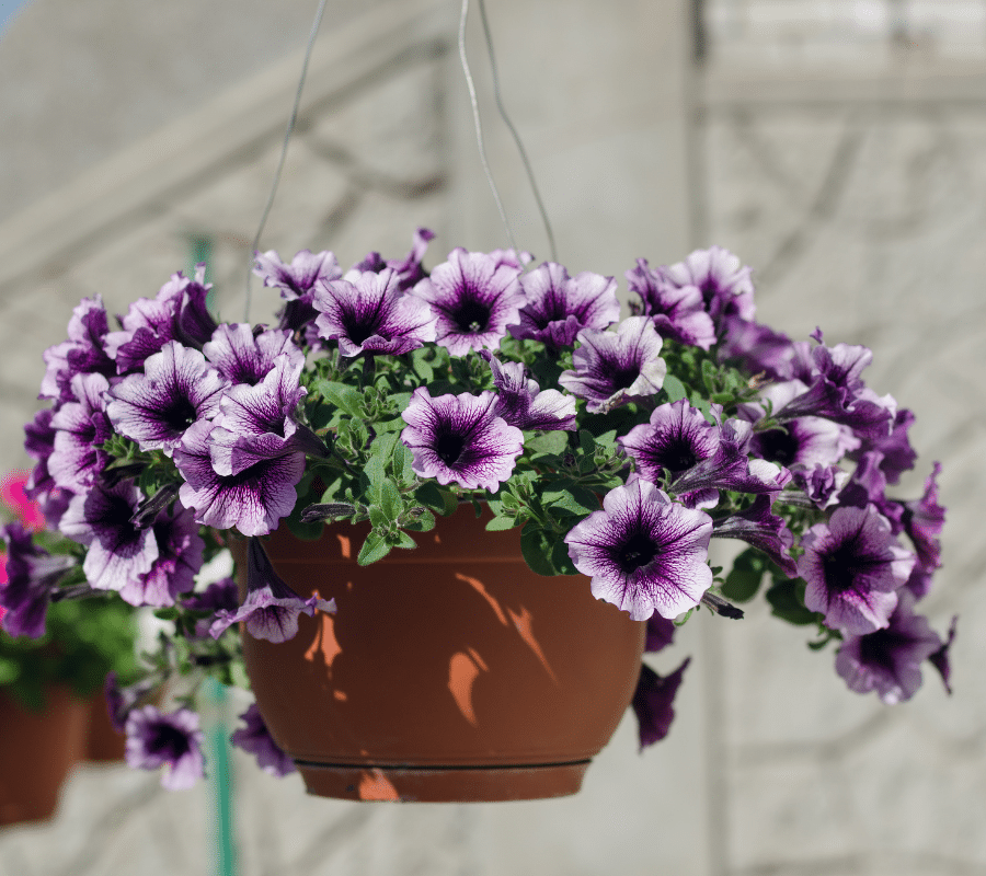 purple and lilac petunias in a hanging basket