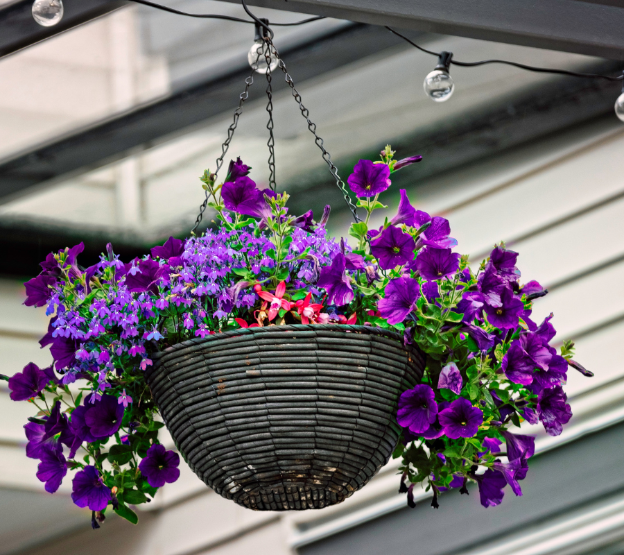 purple petunias in hanging basket