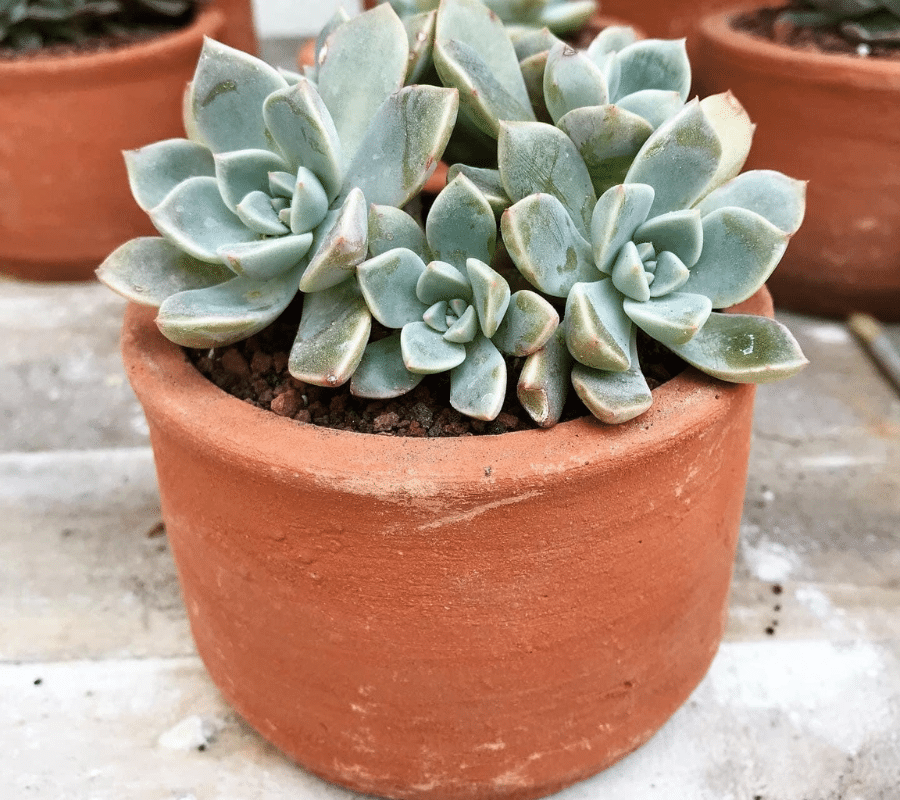 succulent in shallow terracotta pot