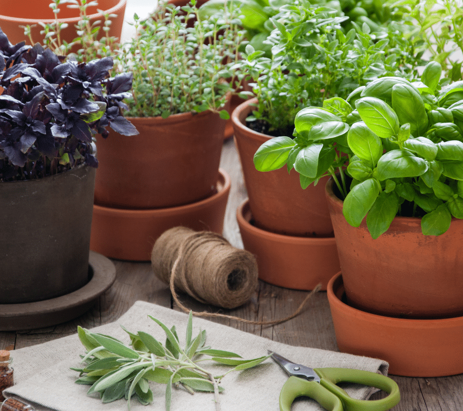 plants in shallow pots