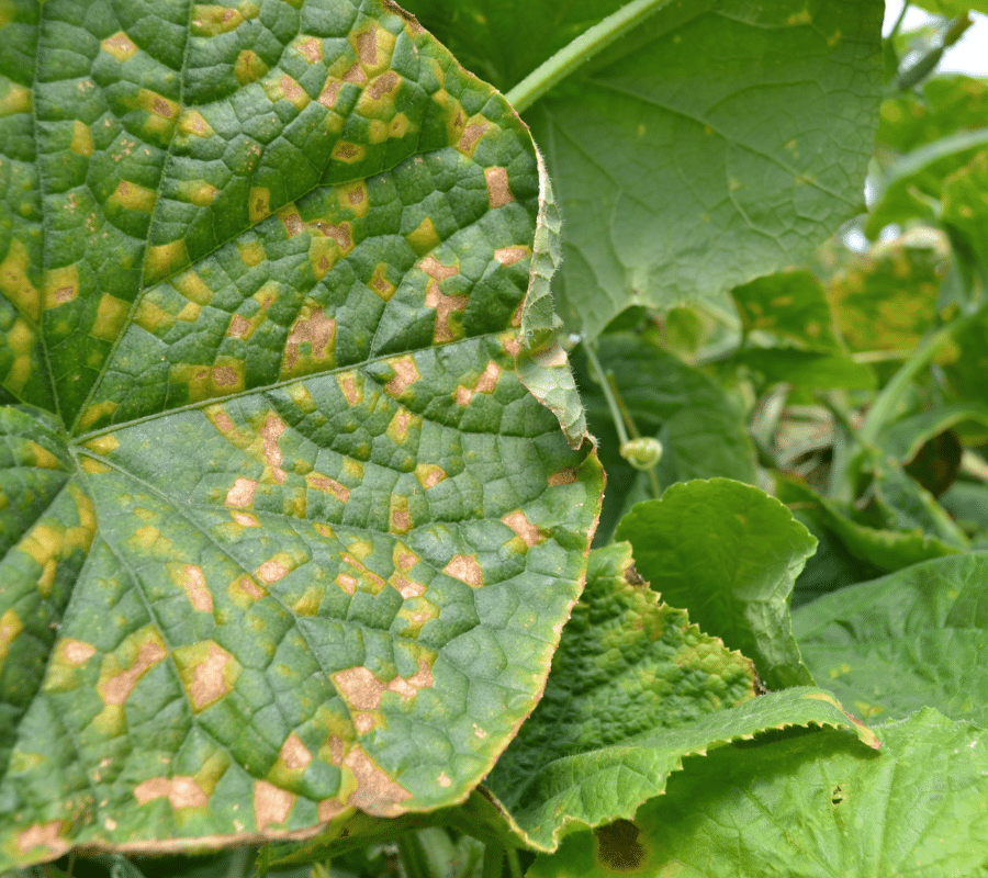 cucumber leaves with downy mildew