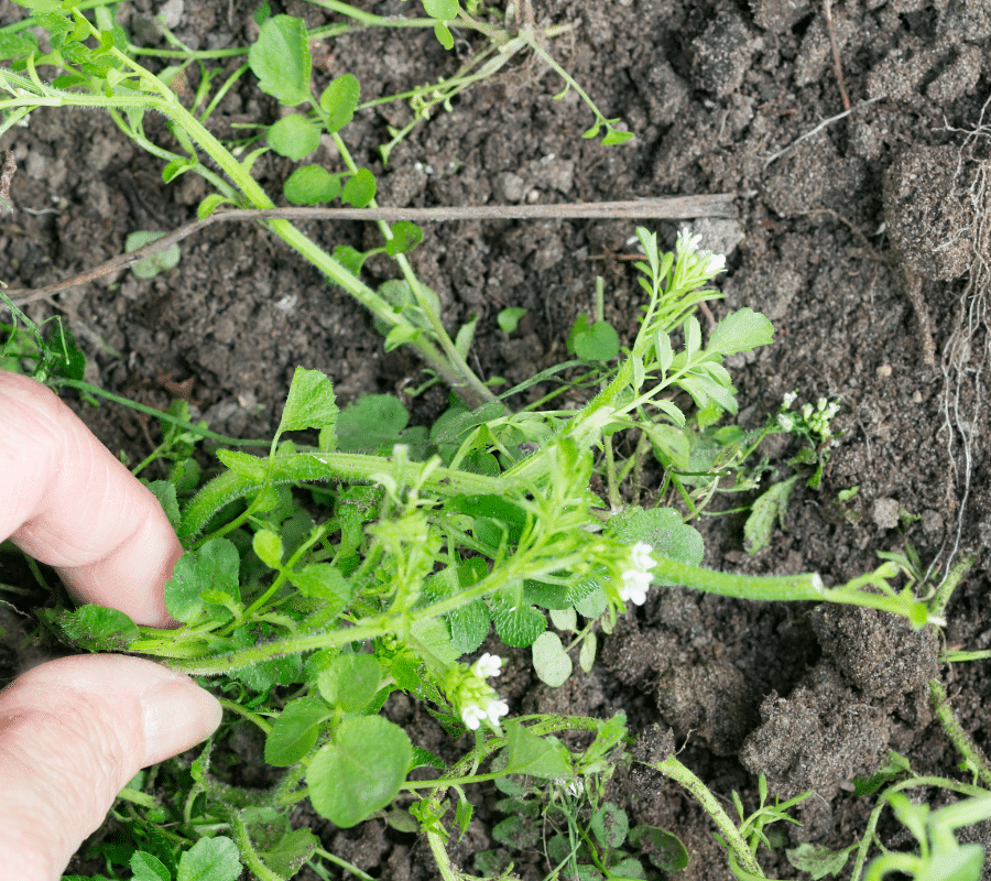 pulling weeds