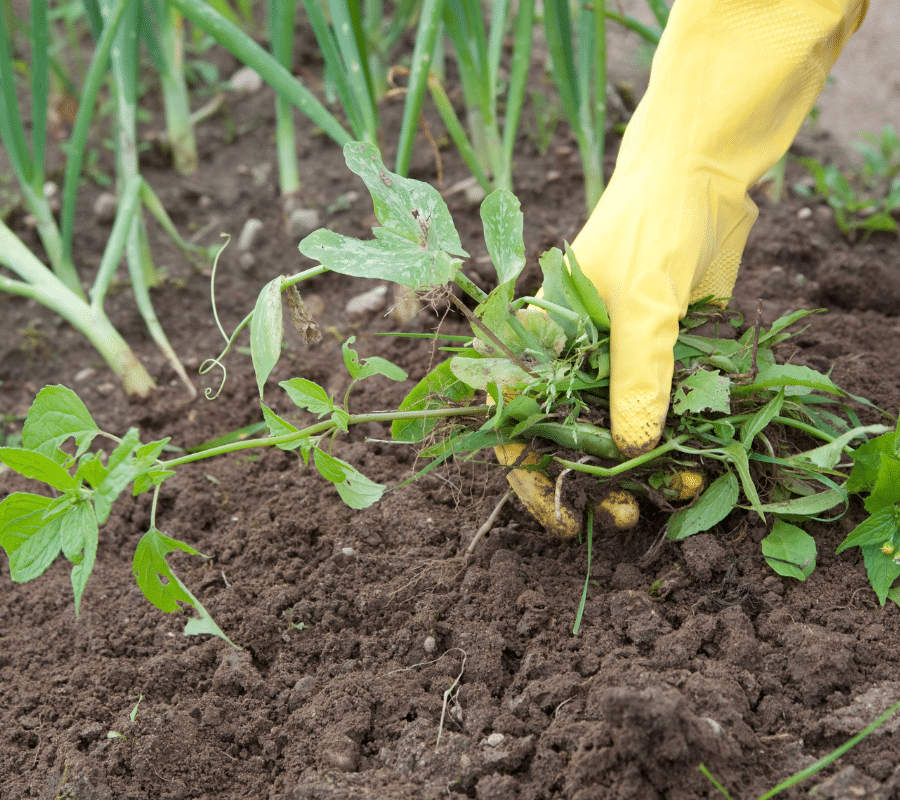 weeding in the garden