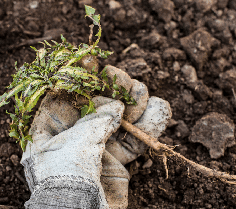 weed pulled out of soil using garden gloves