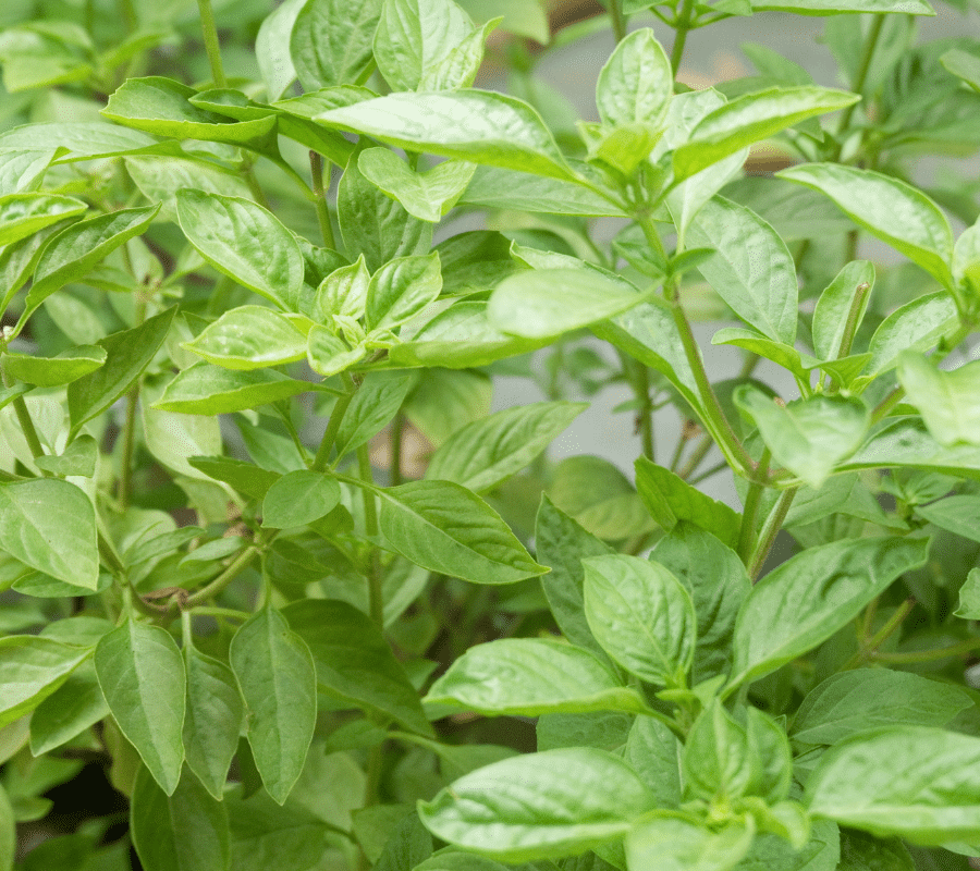 sweet basil plant outdoors