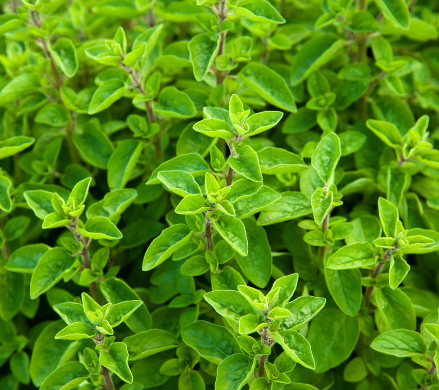 marjoram plant