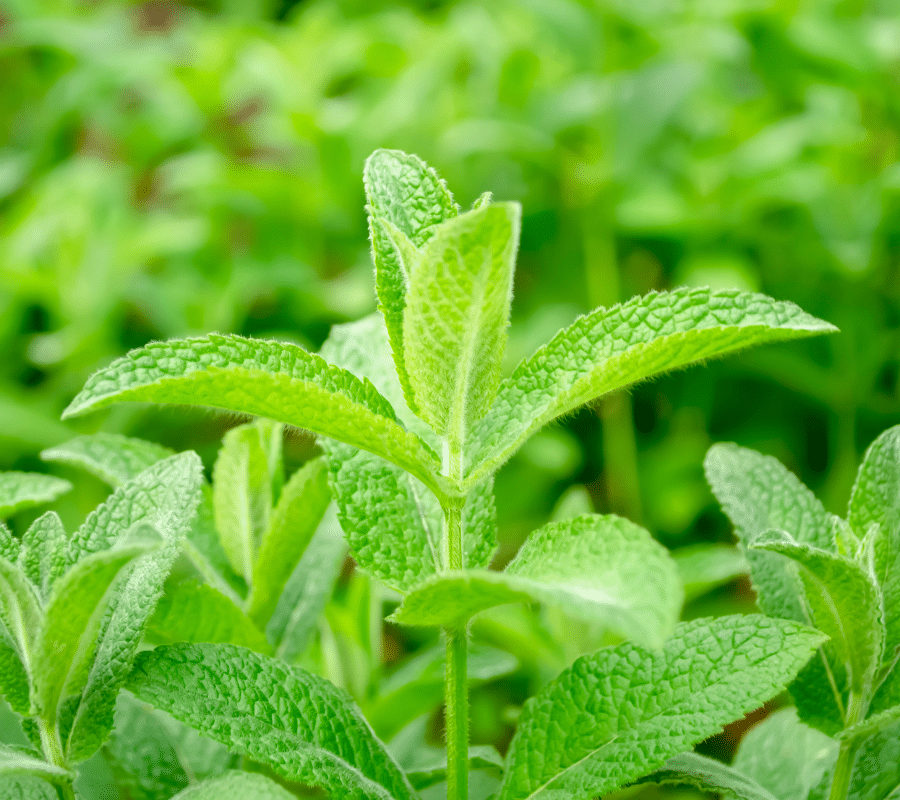 lemon balm plant