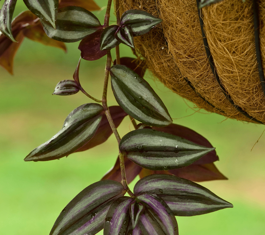 wandering jew hanging basket