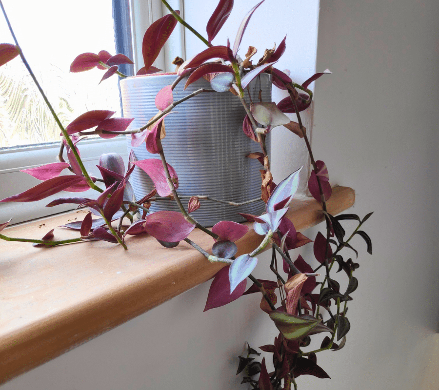 wandering jew plant in a grey pot on a wooden shelf indoors