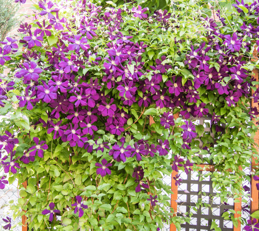 jackmanii clematis vine plant purple