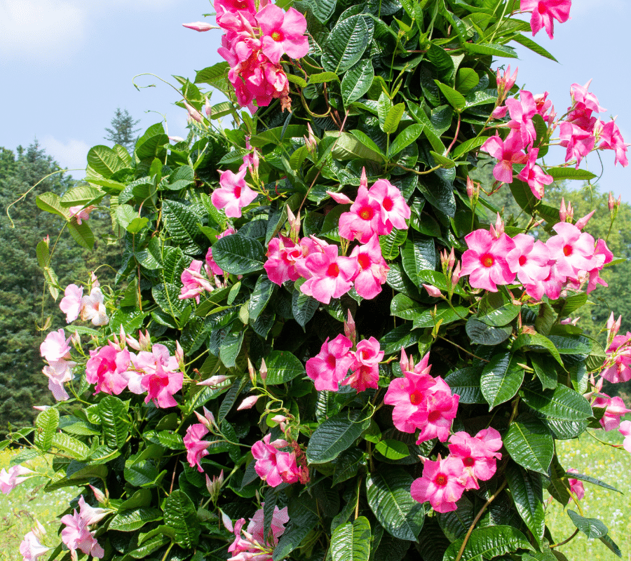 mandevilla vine plant