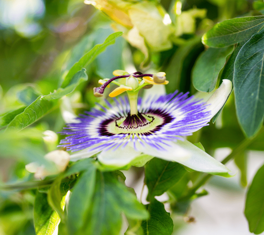 passionflower