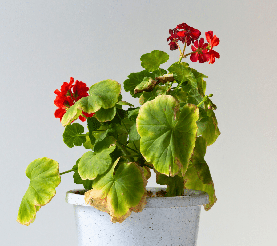 geraniums with yellow leaves