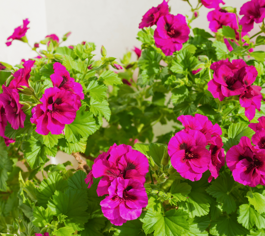 pink geraniums